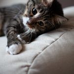 Adorable tabby cat lounging comfortably on a sofa in a cozy indoor setting.